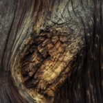 brown and black tree trunk illustration