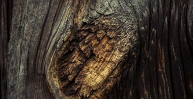 brown and black tree trunk illustration